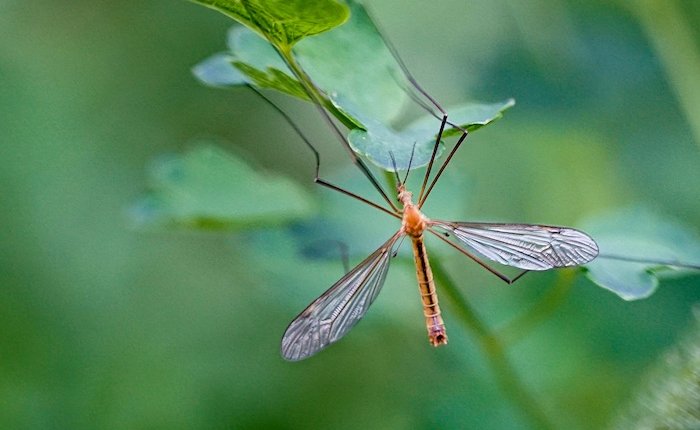 TANAP’tan beş yeni fauna türü ve 1 yeni fauna cinsi!