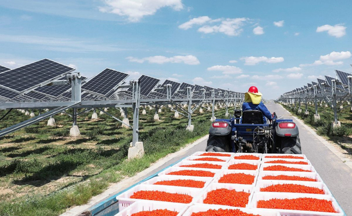 Baofeng’in agrivoltaik GES’i büyütülecek