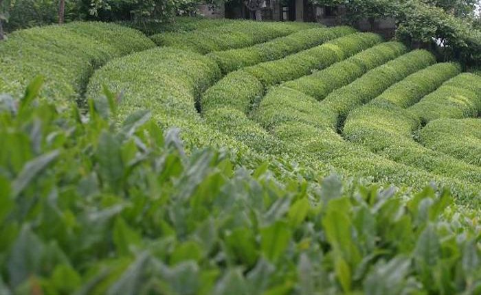 Orçay çay atıklarından pelet üretecek