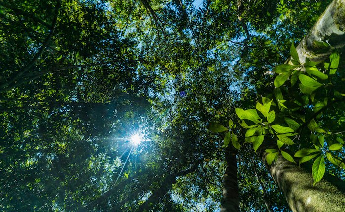 Dünya liderlerinden biyolojik çeşitlilik vaadi