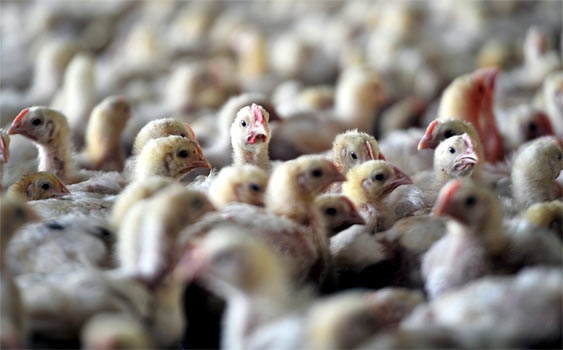 Tavuk gübresinden elektrik tesisi yakın...