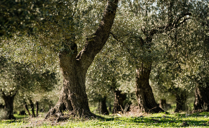 Zeytinliklerde maden düzenlemesi Torba Yasadan çıkarılıyor
