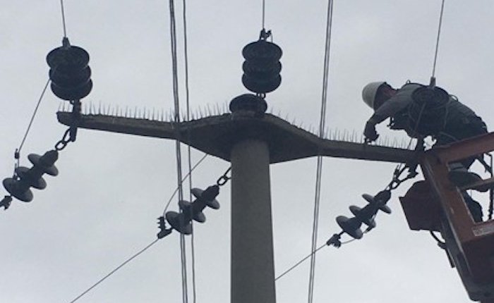 SEDAŞ leylek göçü için önlem aldı