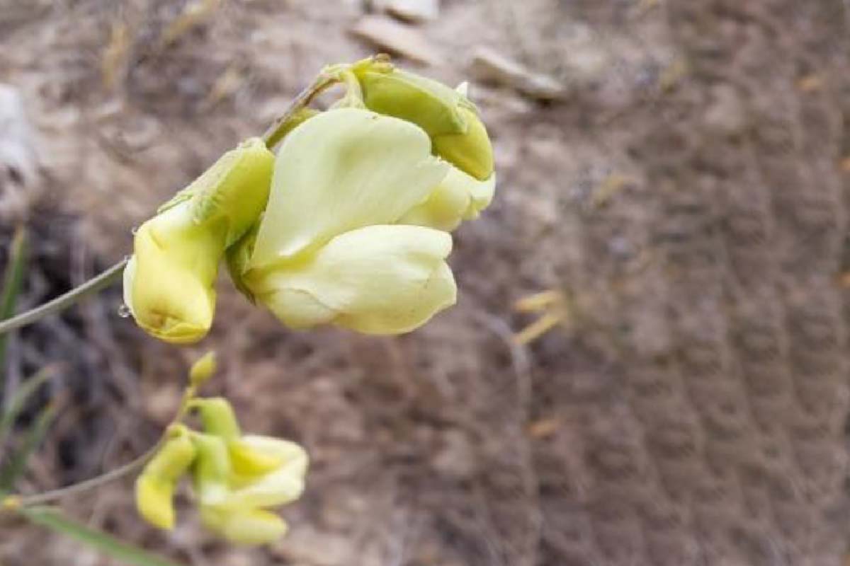 TANAP Türk Burçağı’nı literatüre kazandırdı