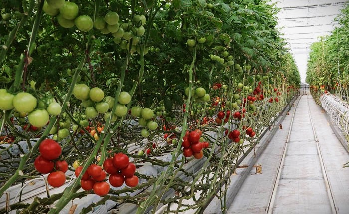 Aydın Efeler TDİOSB 49 yıllık dağıtım lisansı aldı