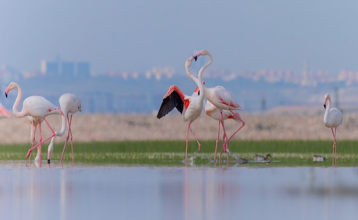 Kuş türlerinin yaşamını tehdit eden jeotermal sondajlar dava edildi