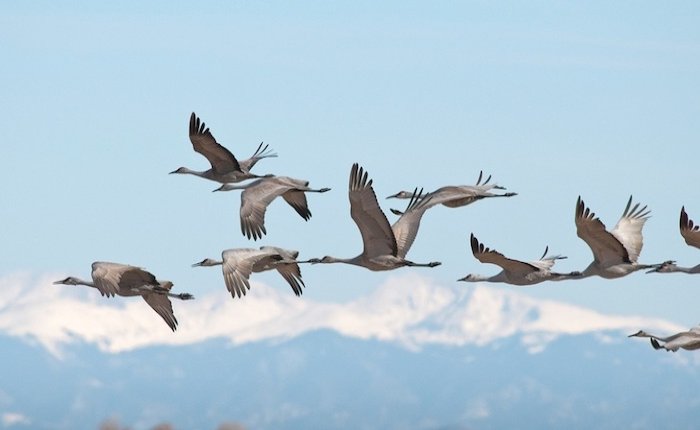 OEDAŞ ‘Can Dostlar’ projesinin kapsamını genişletti