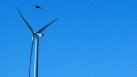 Rüzgar enerji şirketine kuş ölümleri için 1 milyon $ ceza