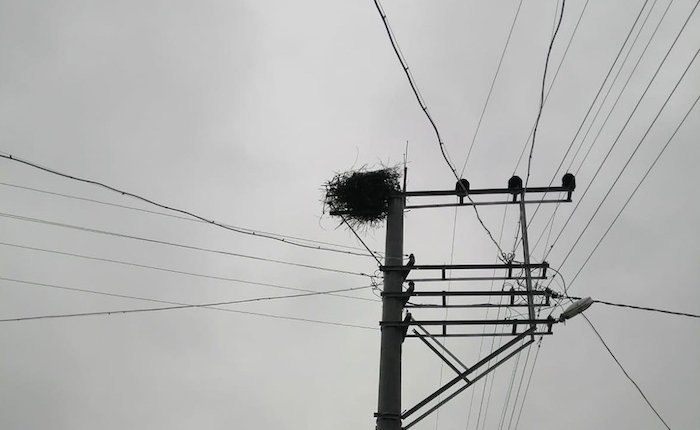 OEDAŞ kuşların göç yollarını güvenli hale getiriyor