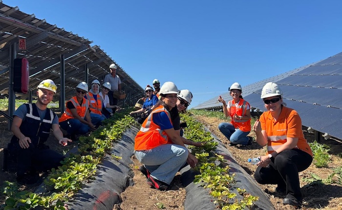 Enerjisa'dan Agrivoltaik tarımla lahana biber patlıcan ve naneli ortam spreyi