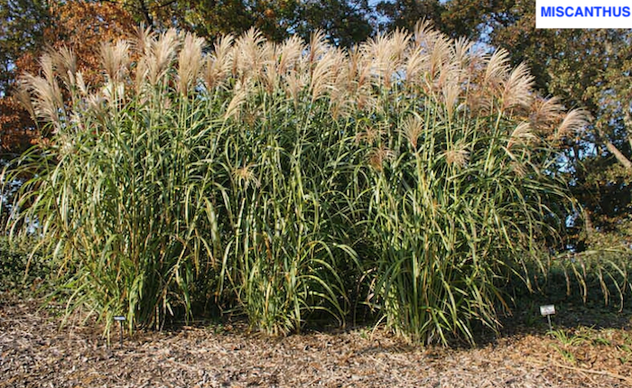 Sıfır değil eksi karbon: Mucize ot miscanthus - Hasan YİĞİT yazdı
