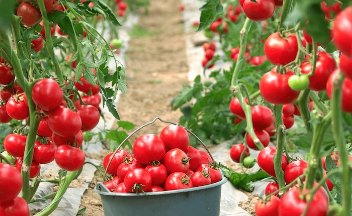 Çobanlar Jeotermal, Afyonkarahisar’daki serada jeotermal kullanacak