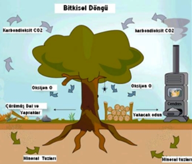 Biyokütle ABD ve Karayipler’in birincil enerji kaynağı olacak
