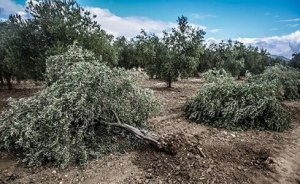 Kolin Yırca yerine zeytinlik olmayan saha arıyor