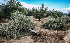 Soma Kolin Termik`e ÇED Olumlu kararı