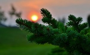 Uğurlu HES dikili çam ağaçları satacak