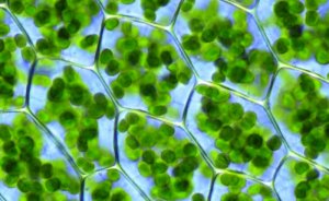 Harvard yakıt üreten biyonik yaprak geliştirdi