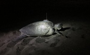 Yeşil deniz kaplumbağası uydudan izleniyor