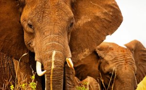 WWF: 2020’de türlerin 3’te 2’si yok olabilir
