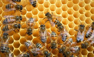 4 ilde bal arılarının esrarengiz toplu ölümü!