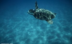 Bugün Dünya Biyoçeşitlilik Günü
