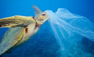 WWF’den denizlerdeki plastik kirliliğine karşı kampanya