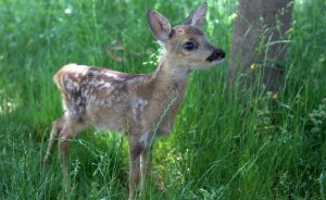 WWF- Türkiye yaban hayatı ilk yardım hattı kurdu