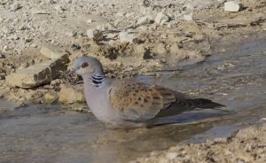 Nesli tehlike altındaki kuşlar vurulmasın!