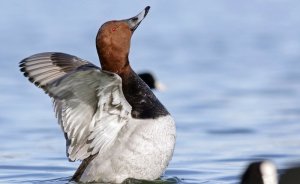 Nesli tehlike altındaki kuşların avına izin verildi!