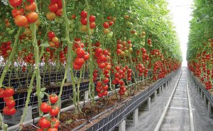 Yenilenebilir enerjiye yüzde 50 hibe desteği başladı