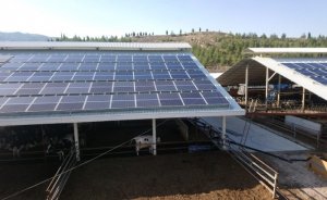 Öğün Süt Hayvancılık elektriğini güneşten alıyor