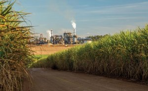 BP Brezilya’da Bunge ile birlikte kamış küspesinden elektrik üretecek