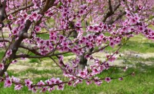 Virüs, Kurosawa, Oblomov, John Berger ve enerji - Mehmet ASLAN yazdı