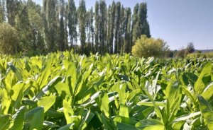 Biyodizel ve gliserin üretimi için ilk pelemir hasadı başlıyor
