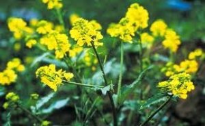 Hardal bitkisinden elektrik üretiyorlar