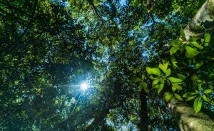 Dünya liderlerinden biyolojik çeşitlilik vaadi