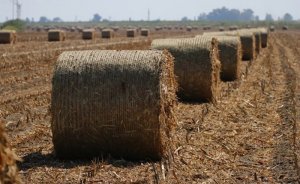 Şanlıurfa’nın mısır ve pamuk atıklarından elektrik üretilecek