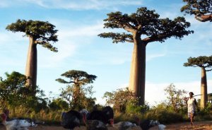 Hint Okyanusu’nda enerji politikaları ve kadınlar