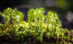 Zorlu Enerji sıfır karbon için 1,2 milyon fidan dikecek