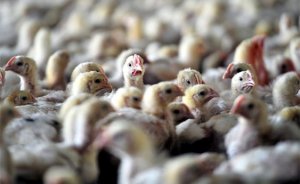 Tavuk gübresinden elektrik tesisi yakın...