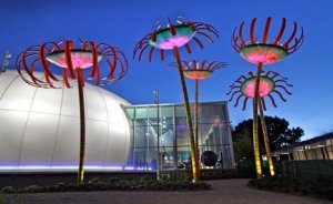 Güneş enerjili çiçekler koku yerine ışık yayıyor