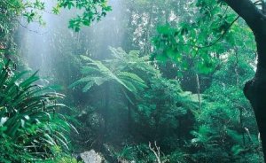 Yağmur ormanlarından daha çok petrol çıkacak!