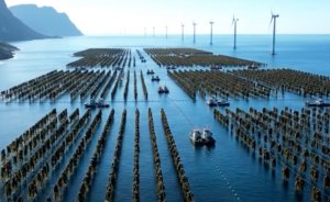 Norveç'in iklim silahı su altı ormanları