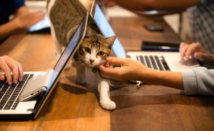 Enerjisa Üretim’den evcil dostlara sağlık desteği