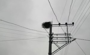 OEDAŞ kuşların göç yollarını güvenli hale getiriyor