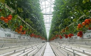 Kula Seracılık, Manisa’da jeotermal kaynak arayacak