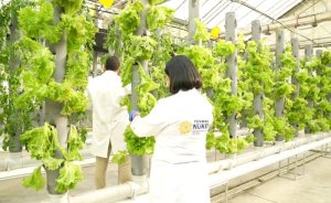 TENMAK'tan gıda güvenliğine teknoloji desteği