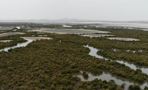ABD saldırısı Mangrov ormanını tehdit ediyor