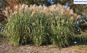 Sıfır değil eksi karbon: Mucize ot miscanthus - Hasan YİĞİT yazdı