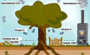 Biyokütle ABD ve Karayipler’in birincil enerji kaynağı olacak